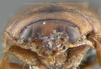Media type: image;   Entomology 5996 Aspect: head frontal view